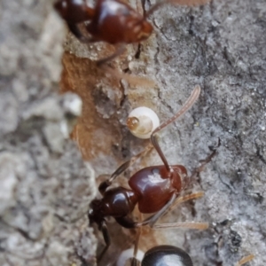 Acrodipsas myrmecophila at suppressed - 3 Dec 2022