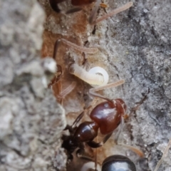 Acrodipsas myrmecophila at suppressed - 3 Dec 2022