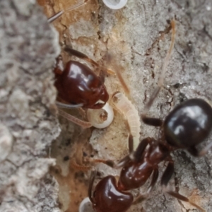 Acrodipsas myrmecophila at suppressed - 3 Dec 2022