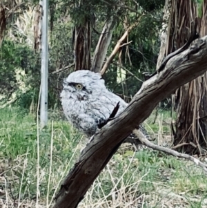 Podargus strigoides at Belconnen, ACT - 6 Dec 2022