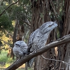 Podargus strigoides at Belconnen, ACT - 6 Dec 2022