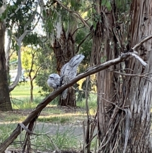 Podargus strigoides at Belconnen, ACT - 6 Dec 2022