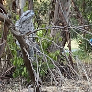 Podargus strigoides at Belconnen, ACT - 6 Dec 2022