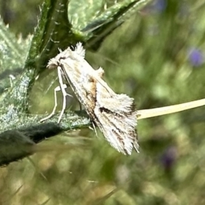 Heliocosma argyroleuca at Ainslie, ACT - 6 Dec 2022