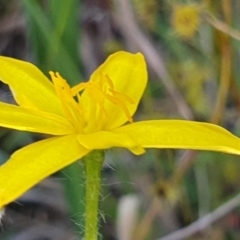 Hypoxis hygrometrica (Golden Weather-grass) at Gundaroo, NSW - 6 Dec 2022 by Gunyijan