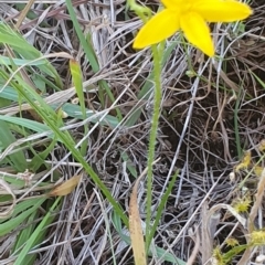 Hypoxis hygrometrica at Gundaroo, NSW - 6 Dec 2022