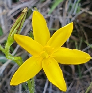 Hypoxis hygrometrica at Gundaroo, NSW - 6 Dec 2022