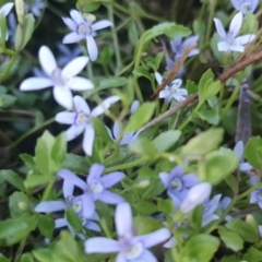 Isotoma fluviatilis subsp. australis at Gundaroo, NSW - 6 Dec 2022