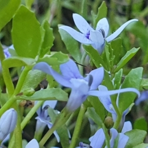 Isotoma fluviatilis subsp. australis at Gundaroo, NSW - 6 Dec 2022