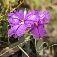 Thysanotus sp. at Paddys River, ACT - 6 Dec 2022 by HelenCross