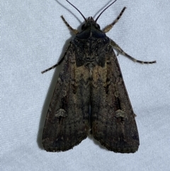 Agrotis infusa (Bogong Moth, Common Cutworm) at Jerrabomberra, NSW - 6 Dec 2022 by Steve_Bok