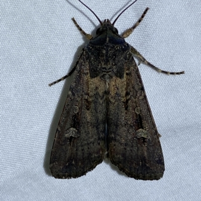 Agrotis infusa (Bogong Moth, Common Cutworm) at Jerrabomberra, NSW - 6 Dec 2022 by SteveBorkowskis