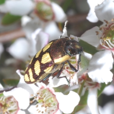 Castiarina decemmaculata (Ten-spot Jewel Beetle) at Stromlo, ACT - 5 Dec 2022 by Harrisi