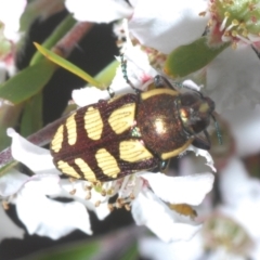 Castiarina decemmaculata at Stromlo, ACT - 5 Dec 2022 04:54 PM