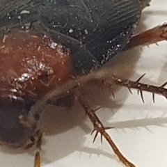 Blatta orientalis (Oriental cockroach) at Gundaroo, NSW - 6 Dec 2022 by Gunyijan