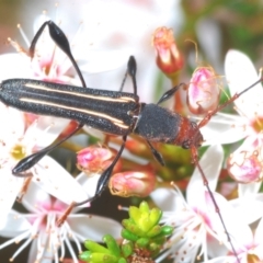 Amphirhoe sloanei (Longicorn or Longhorn beetle) at Paddys River, ACT - 3 Dec 2022 by Harrisi