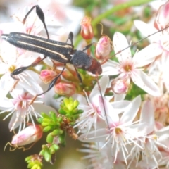 Amphirhoe sloanei at Paddys River, ACT - 3 Dec 2022