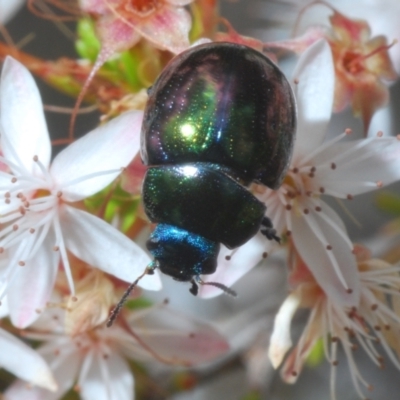 Callidemum hypochalceum (Hop-bush leaf beetle) at Paddys River, ACT - 3 Dec 2022 by Harrisi