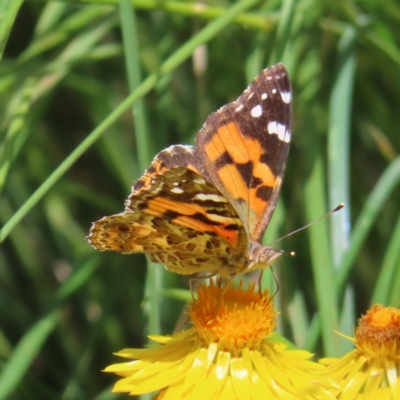 Vanessa kershawi (Australian Painted Lady) at Kambah, ACT - 6 Dec 2022 by MatthewFrawley