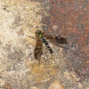 Dolichopodidae (family) at Kambah, ACT - 6 Dec 2022 11:12 AM