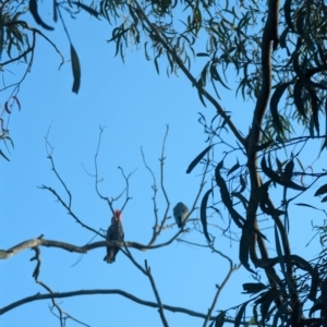 Callocephalon fimbriatum at Phillip, ACT - suppressed