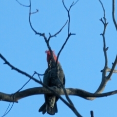 Callocephalon fimbriatum at Phillip, ACT - suppressed