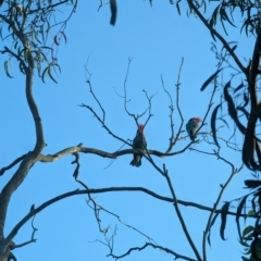 Callocephalon fimbriatum at Phillip, ACT - suppressed