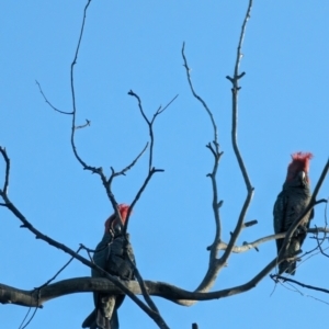 Callocephalon fimbriatum at Phillip, ACT - suppressed