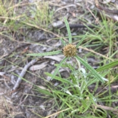 Euchiton sphaericus (Star Cudweed) at Higgins, ACT - 3 Dec 2022 by MattM