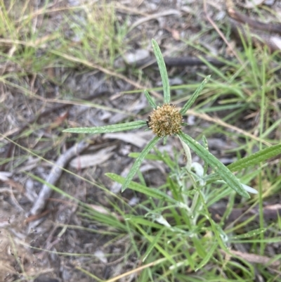 Euchiton sphaericus (star cudweed) at Higgins, ACT - 3 Dec 2022 by MattM