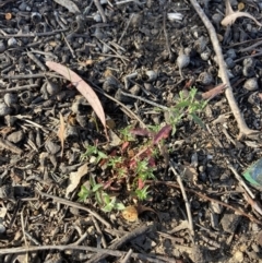 Epilobium billardiereanum subsp. cinereum (Hairy Willow Herb) at Higgins, ACT - 6 Dec 2022 by MattM