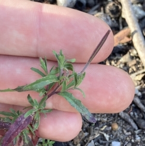 Epilobium billardiereanum subsp. cinereum at Higgins, ACT - 6 Dec 2022