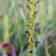 Microtis sp. (Onion Orchid) at Gungahlin Pond - 6 Dec 2022 by RobynHall
