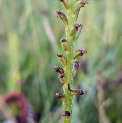 Microtis sp. (Onion Orchid) at Gungahlin Pond - 6 Dec 2022 by RobynHall