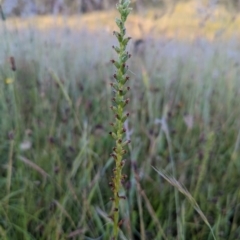 Microtis sp. at Nicholls, ACT - suppressed