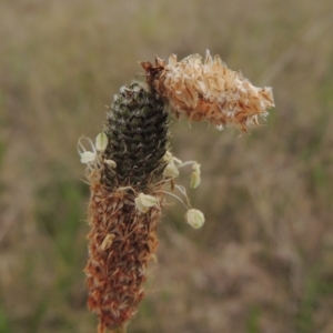 Heliocosma (genus - immature) at Tarengo Reserve (Boorowa) - 23 Oct 2022 04:05 PM