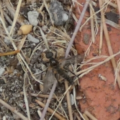 Bibionidae (family) (Bibionid fly) at Queanbeyan, NSW - 6 Dec 2022 by Paul4K