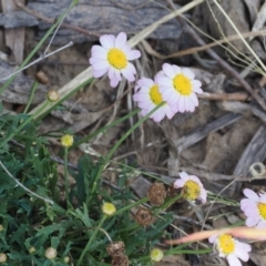 Brachyscome dentata (Lobe-Seed Daisy) at Stromlo, ACT - 4 Dec 2022 by RAllen