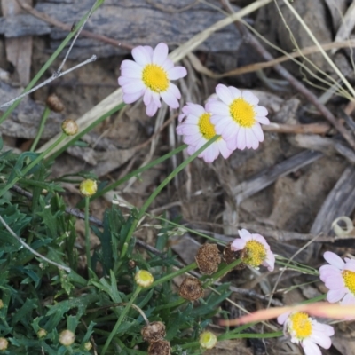 Brachyscome dentata (Lobe-Seed Daisy) at Stony Creek - 4 Dec 2022 by RAllen