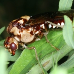 Pergagrapta polita (Sawfly) at Stromlo, ACT - 6 Dec 2022 by jb2602