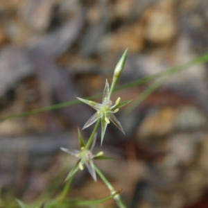 Juncus bufonius at Mongarlowe, NSW - suppressed