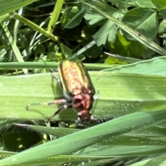 Diphucephala sp. (genus) (Green Scarab Beetle) at Bimberi Nature Reserve - 6 Dec 2022 by Bugologist