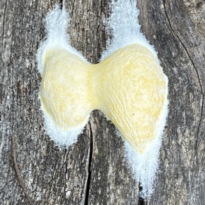 Unidentified Fungus at Cotter River, ACT - 6 Dec 2022 by Bugologist