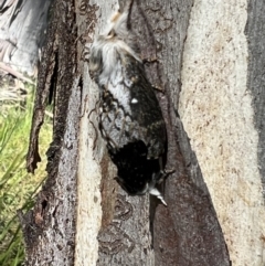 Porela delineata at Cotter River, ACT - 7 Dec 2022 08:37 AM