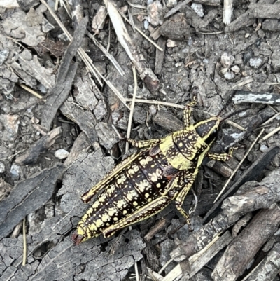 Monistria concinna (Southern Pyrgomorph) at Cotter River, ACT - 6 Dec 2022 by FeralGhostbat