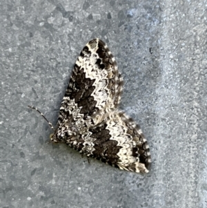 Chrysolarentia argocyma at Bimberi, NSW - 6 Dec 2022