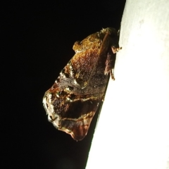 Hypertropha tortriciformis (A Gelechioid moth) at Acton, ACT - 6 Dec 2022 by HelenCross