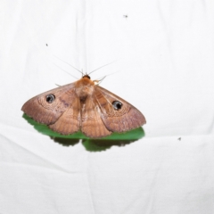 Dasypodia selenophora (Southern old lady moth) at ANBG - 6 Dec 2022 by HelenCross