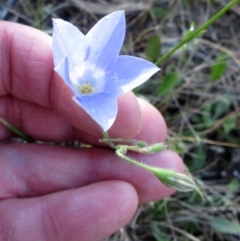 Wahlenbergia stricta subsp. stricta (Tall Bluebell) at The Pinnacle - 5 Dec 2022 by sangio7