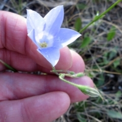 Wahlenbergia stricta subsp. stricta (Tall Bluebell) at Weetangera, ACT - 6 Dec 2022 by sangio7